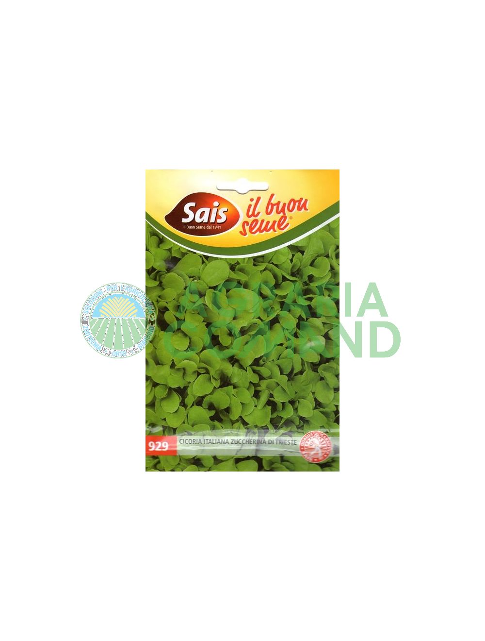 Cicoria da taglio Zuccherina di Trieste