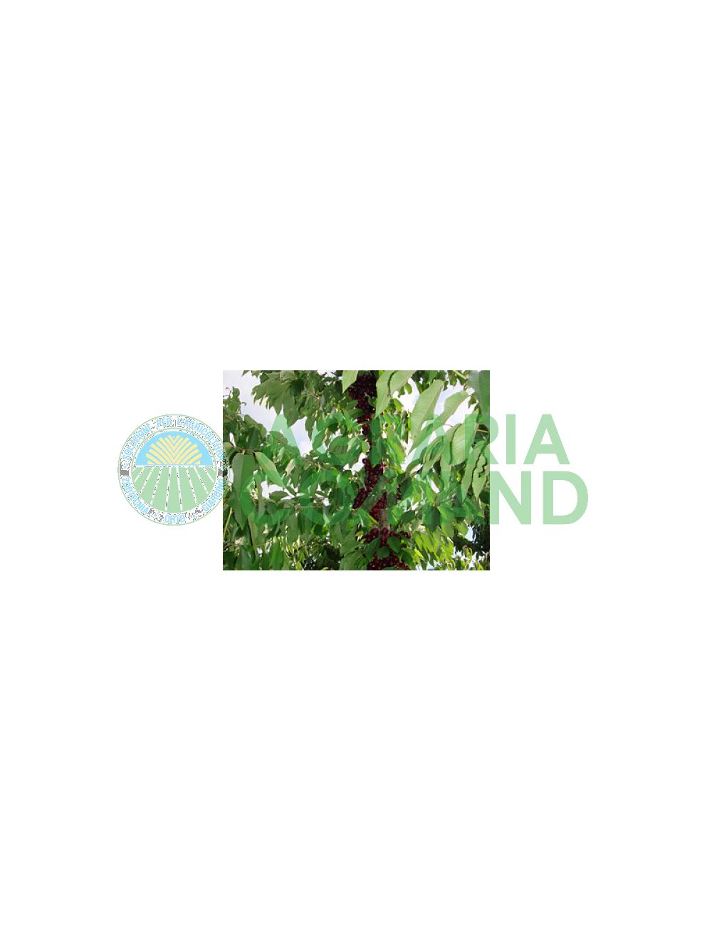 Pianta_ciliegio_colonnare_in_vaso Pianta_ciliegio_colonnare_in_vaso