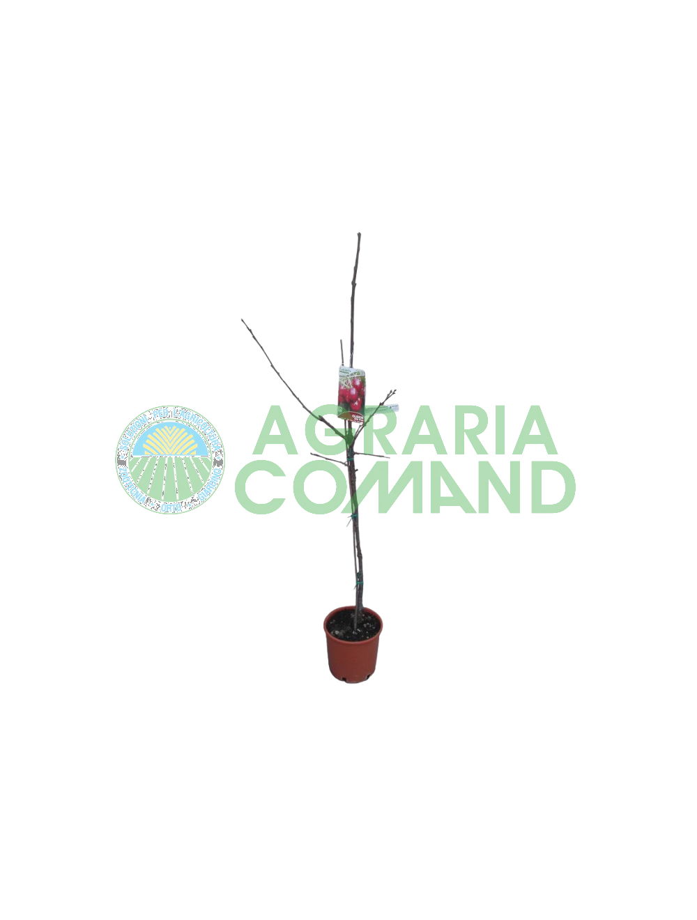 Pianta cileigio New Star