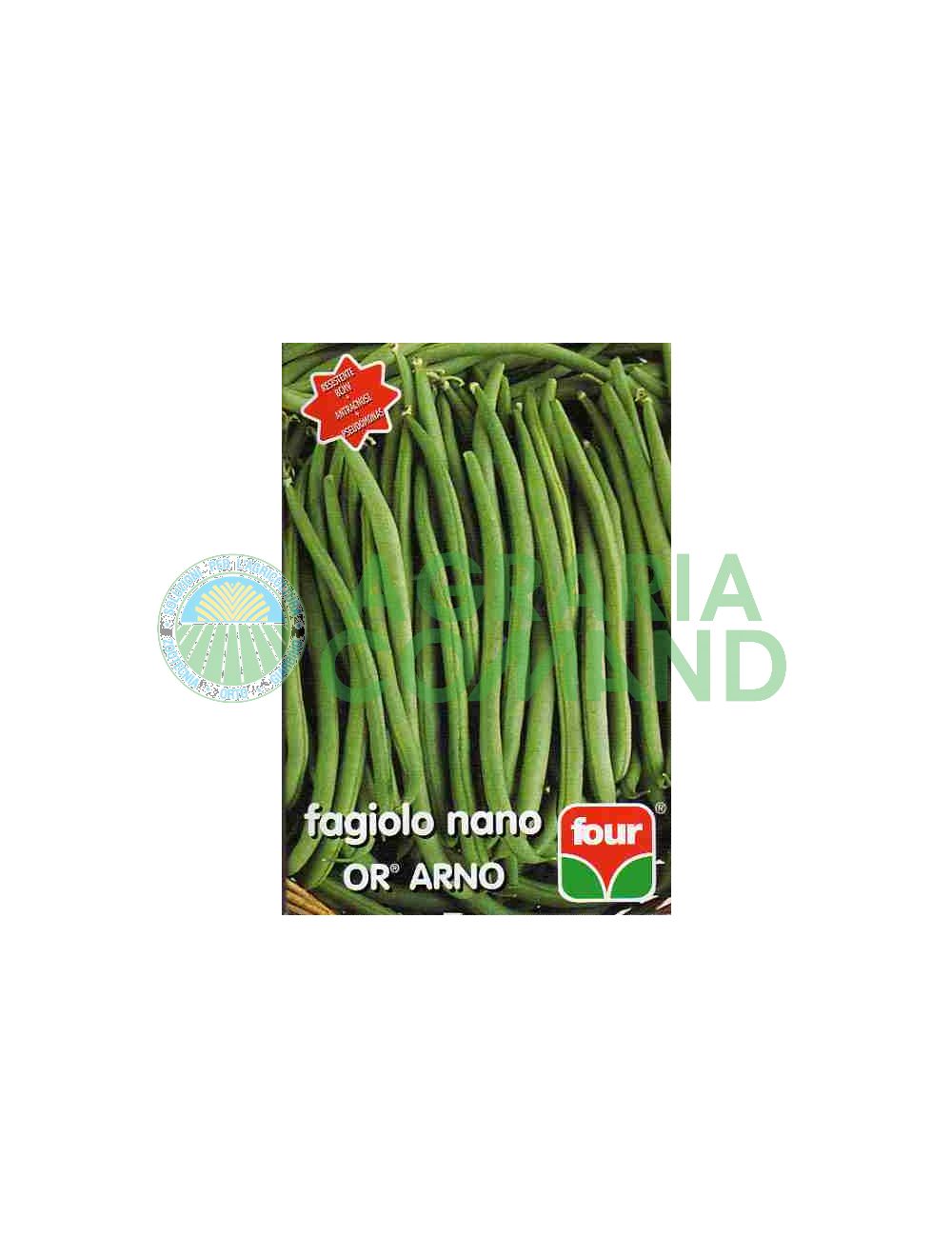 Fagiolo nano arno Four Fagiolo nano arno Four