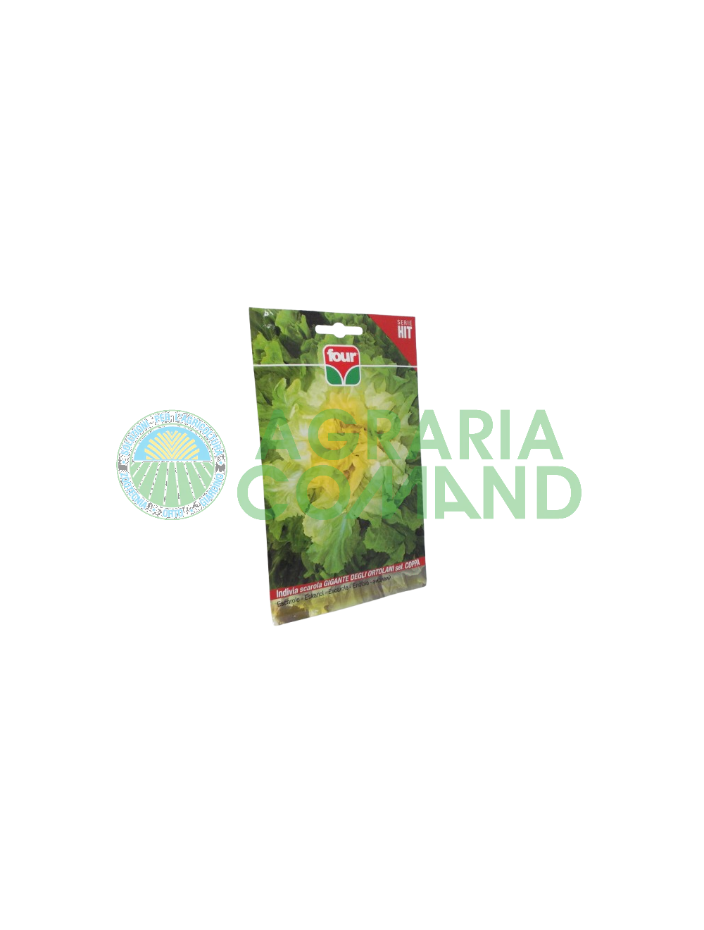Endivia degli ortolani selezione coppa Four Endivia degli ortolani selezione coppa Four