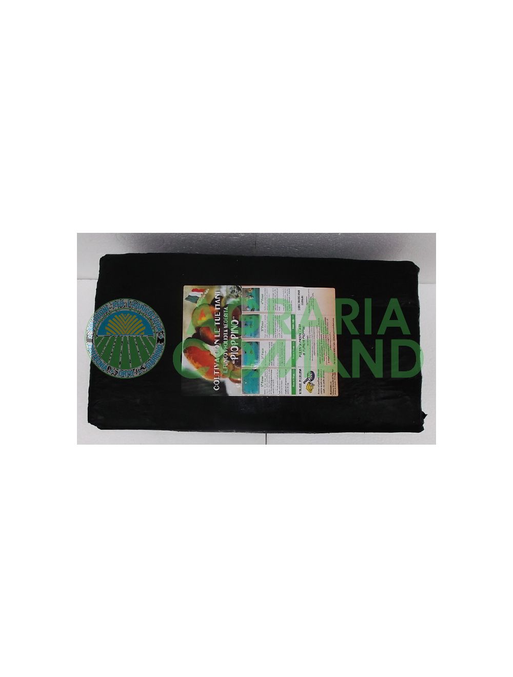 balla funghi pioppino