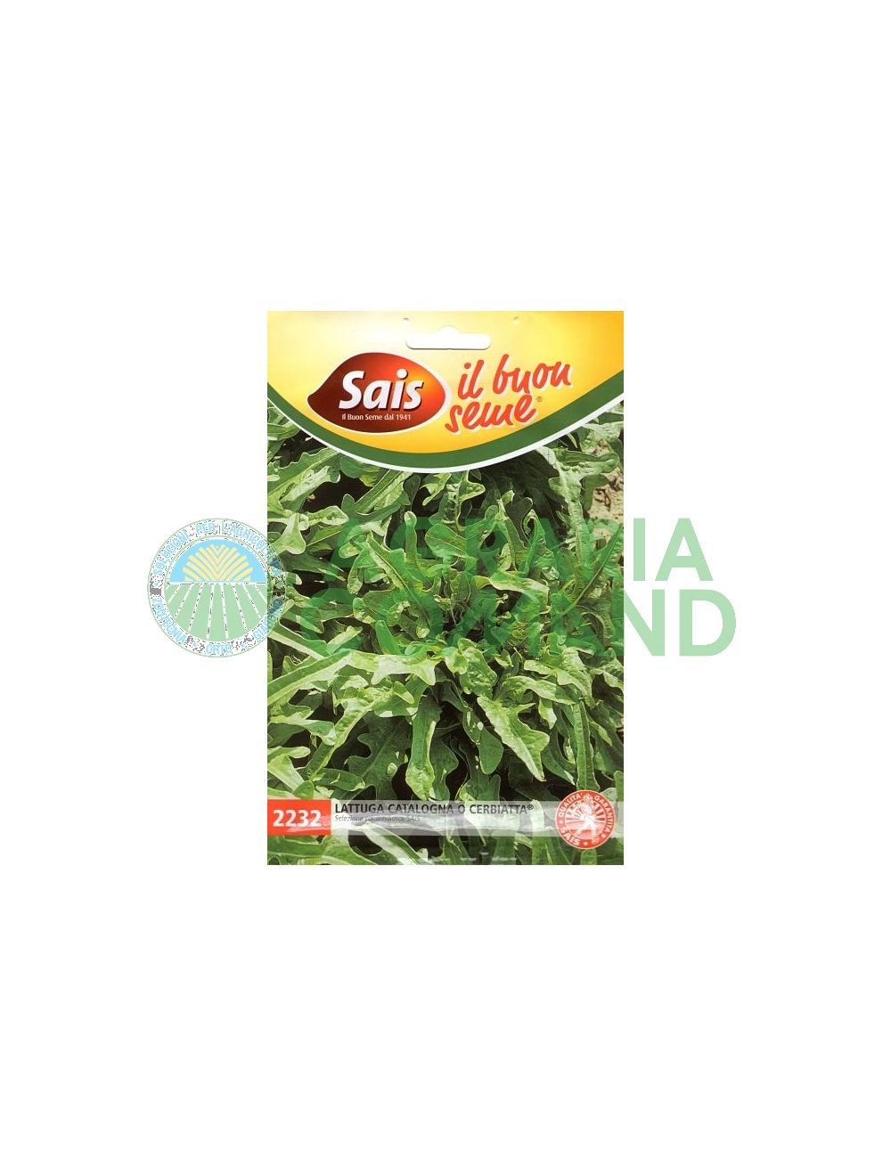 lattuga Catalogna lattuga Catalogna