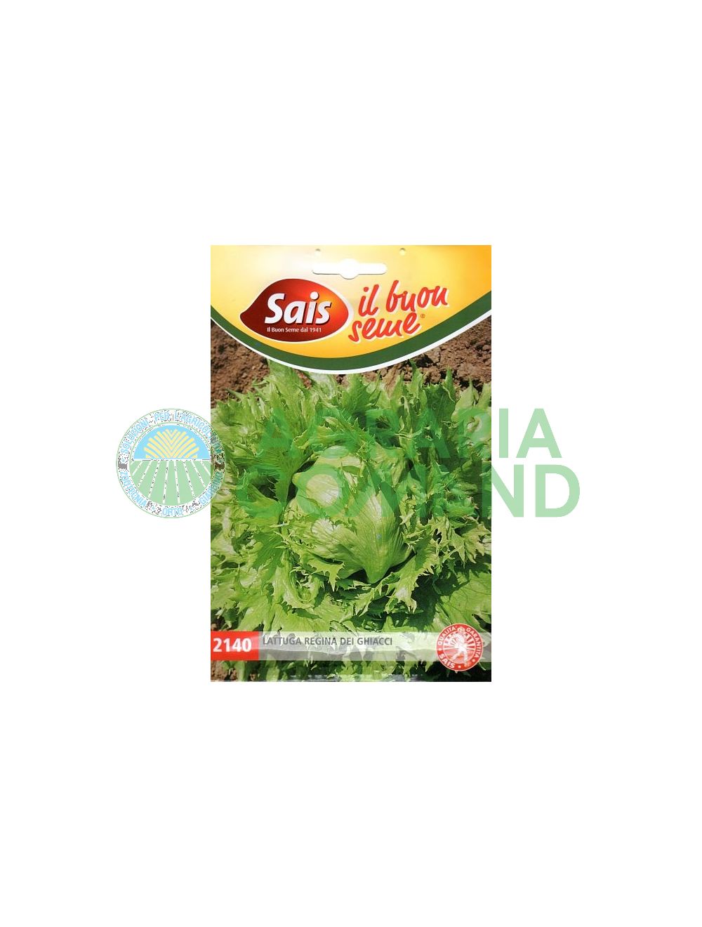 Lattuga regina dei ghiacci Lattuga regina dei ghiacci