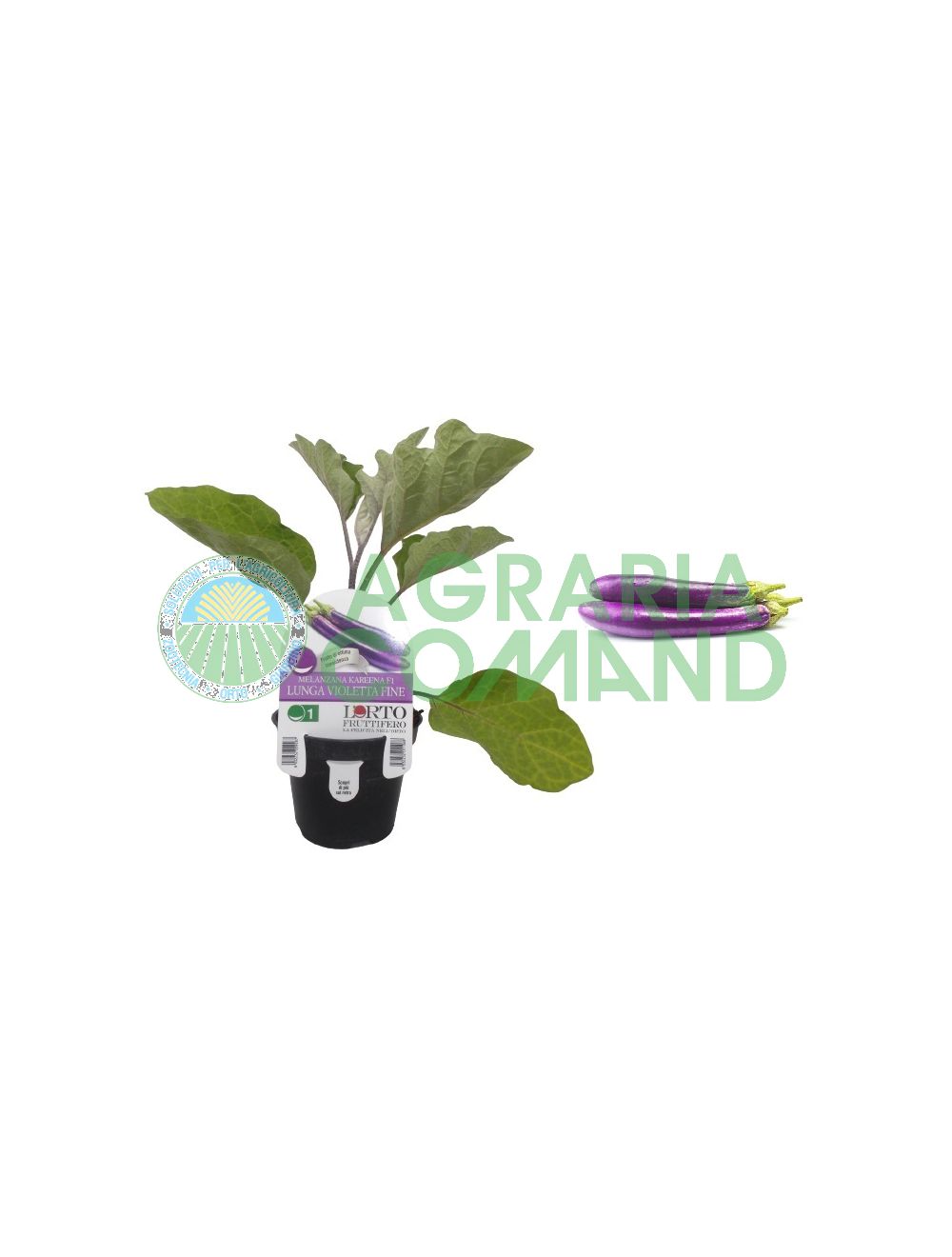 Pianta Melanzana Kareena lunga violetta