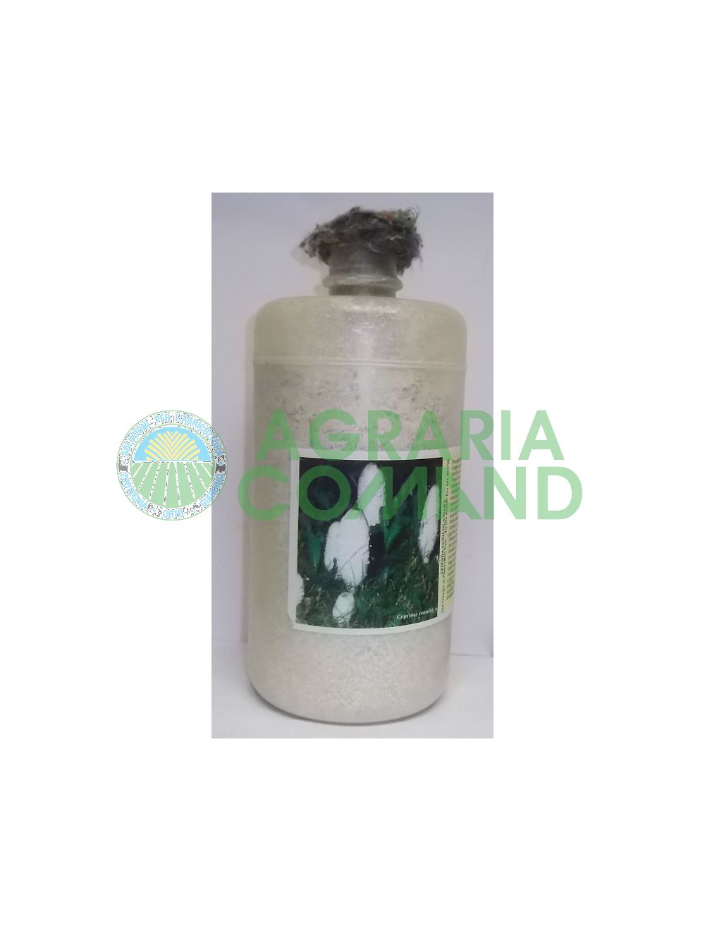 Micelio fresco Coprinus Micelio fresco Coprinus