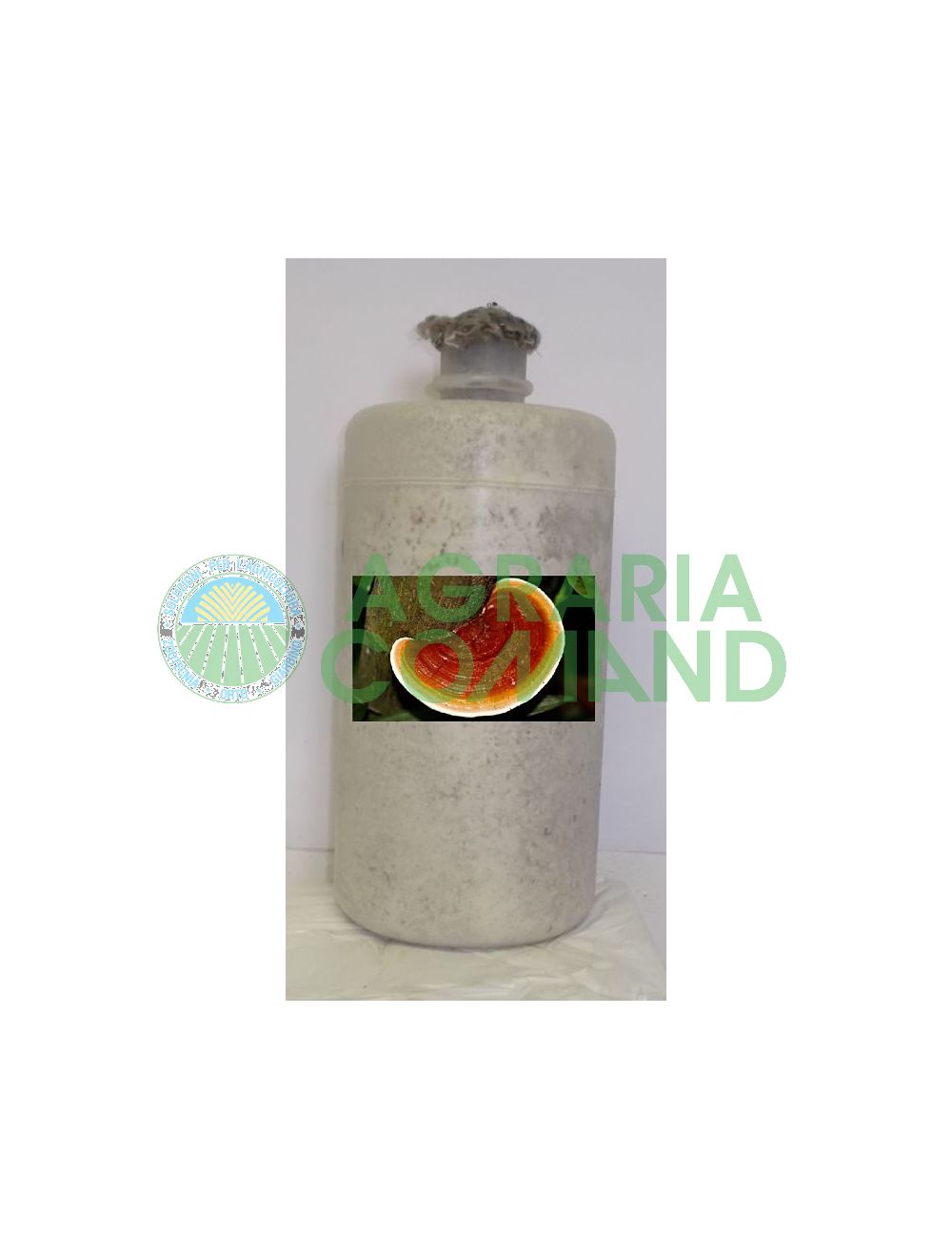 Meicelio Reishi Meicelio Reishi