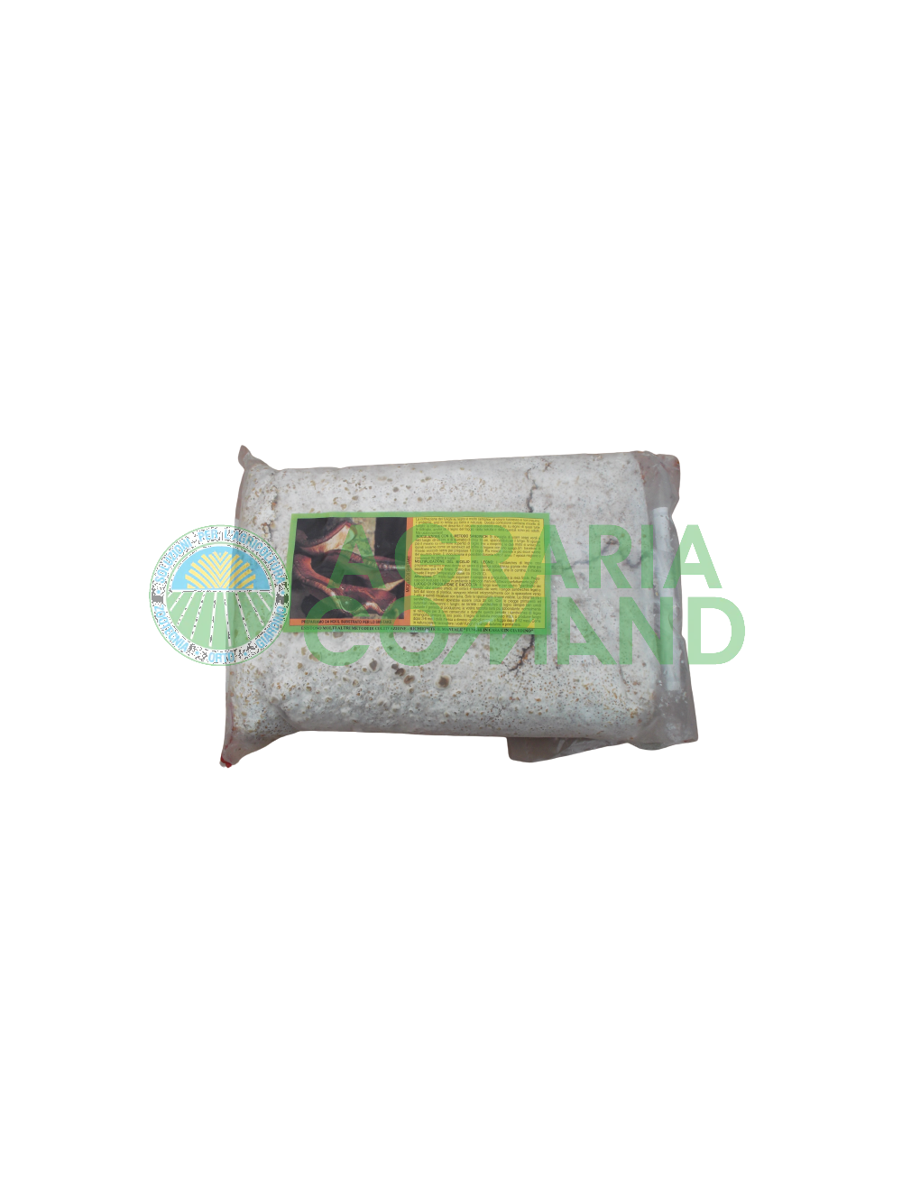 Micelio fresco fungo Shii Take