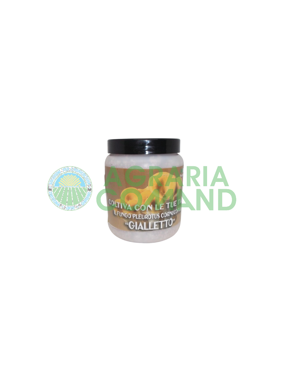 Barattolo di Micelio Pleurotus Cornucopiae Barattolo di Micelio Pleurotus Cornucopiae