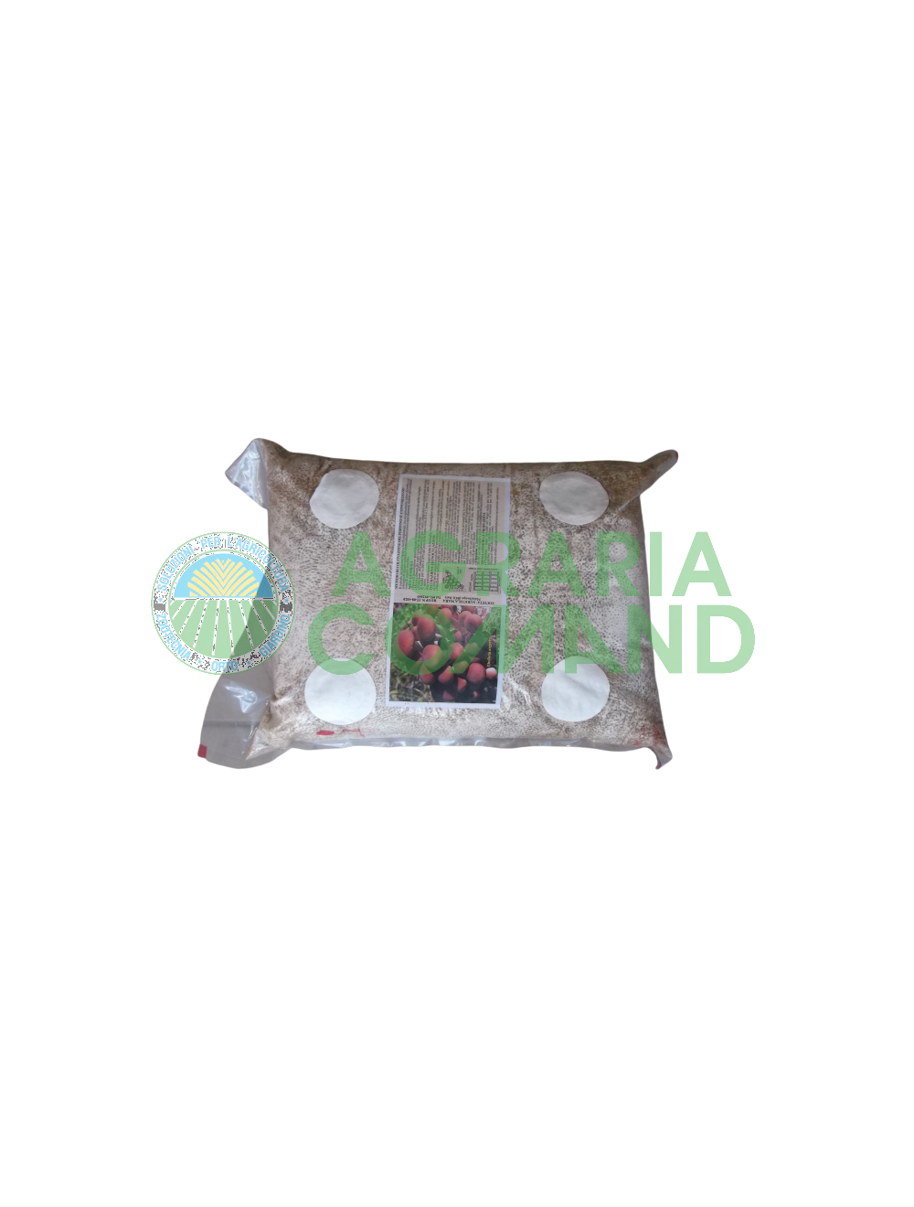 Seme micelio Pioppino