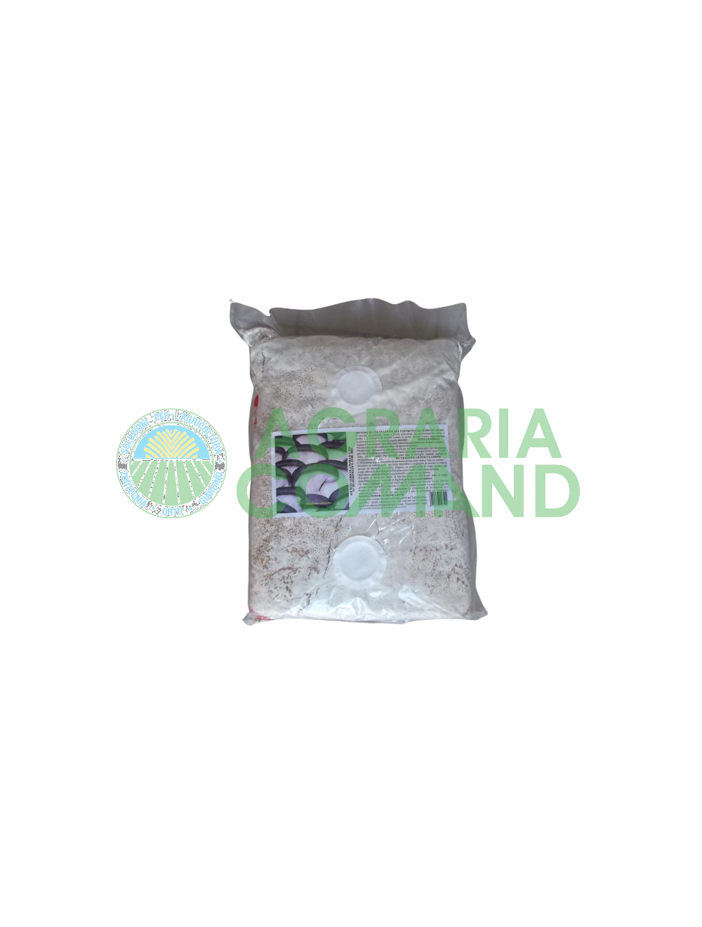 Seme micelio pleurotus Seme micelio pleurotus