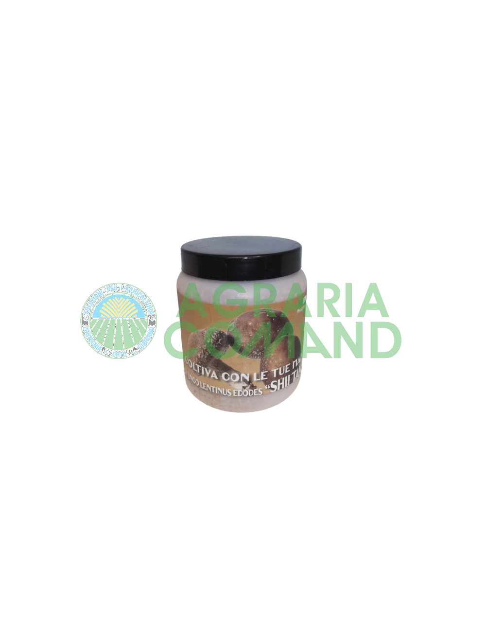 Micelio fresco per la produzione del fungo ShiiTake