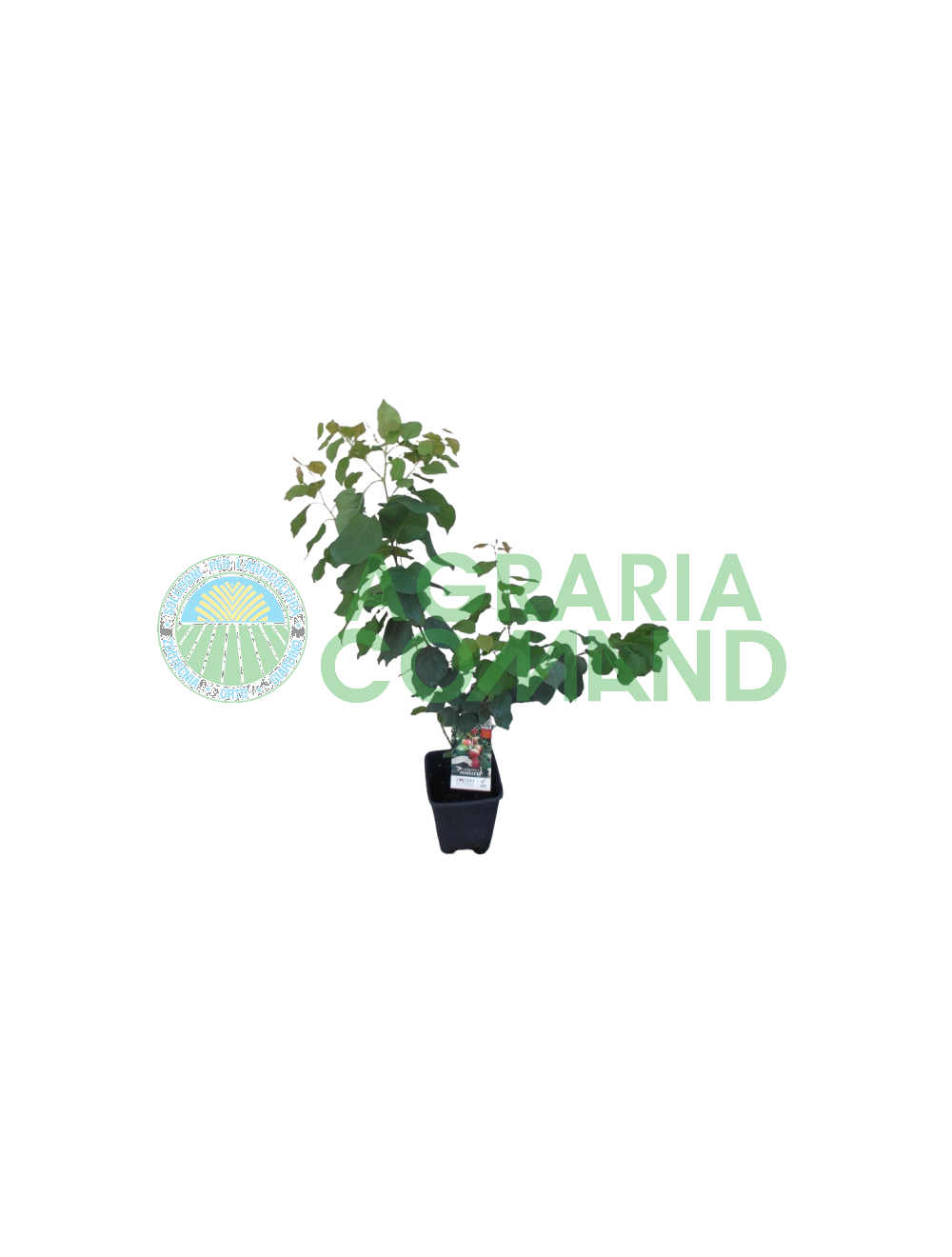 Pianta di albicocco Mara Pia