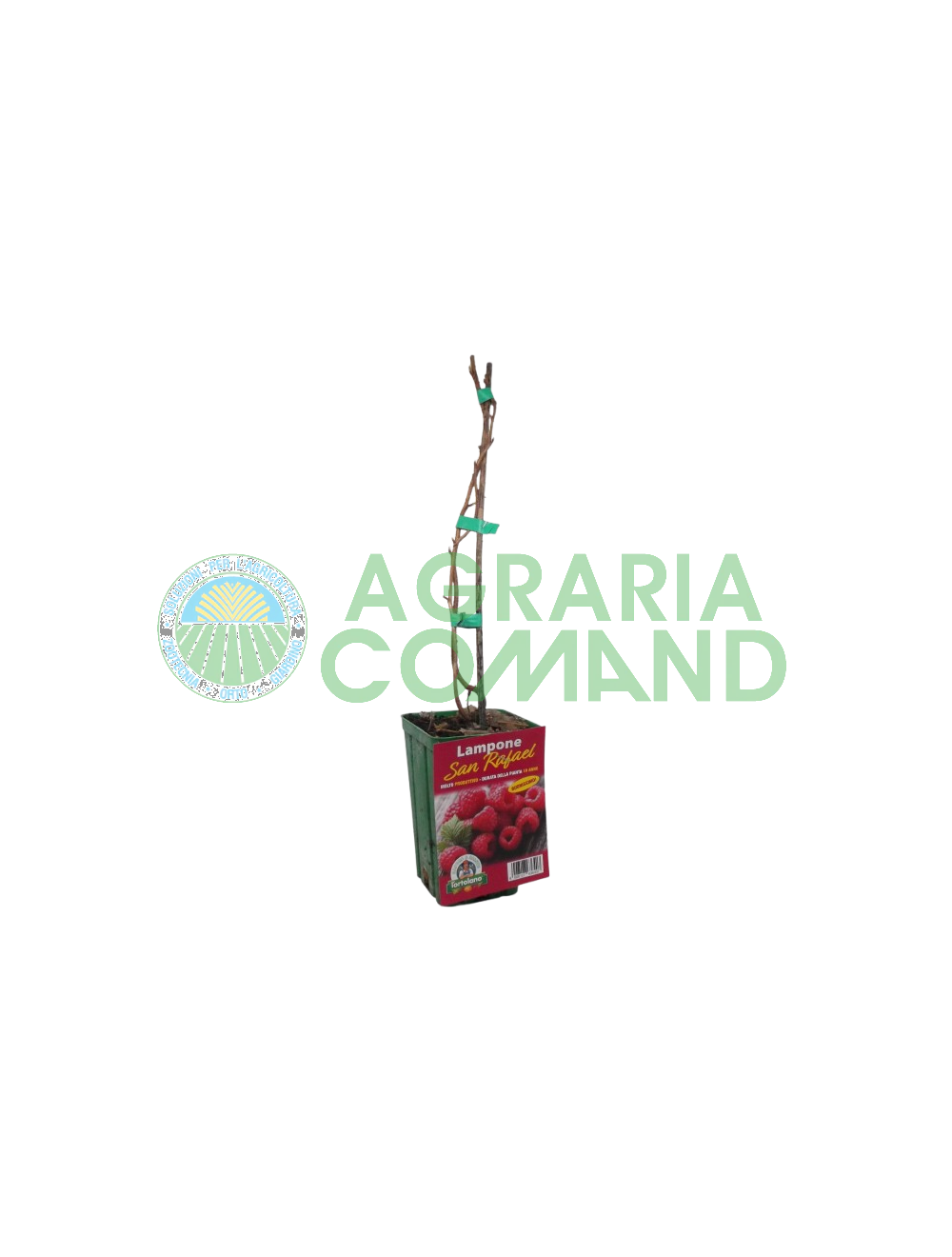 Pianta lampone san Rafael Pianta lampone san Rafael