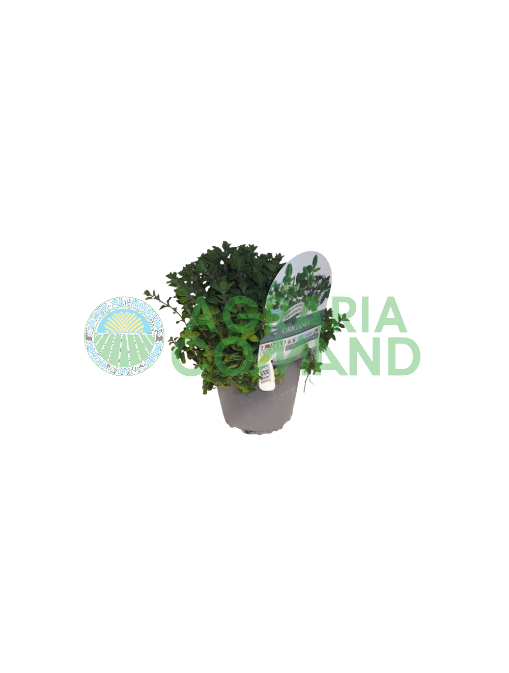 Pianta di origano in vaso Pianta di origano in vaso