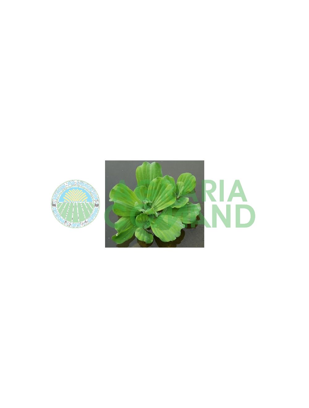 Pianta galleggiante lattuga d'acqua Pianta galleggiante lattuga d'acqua