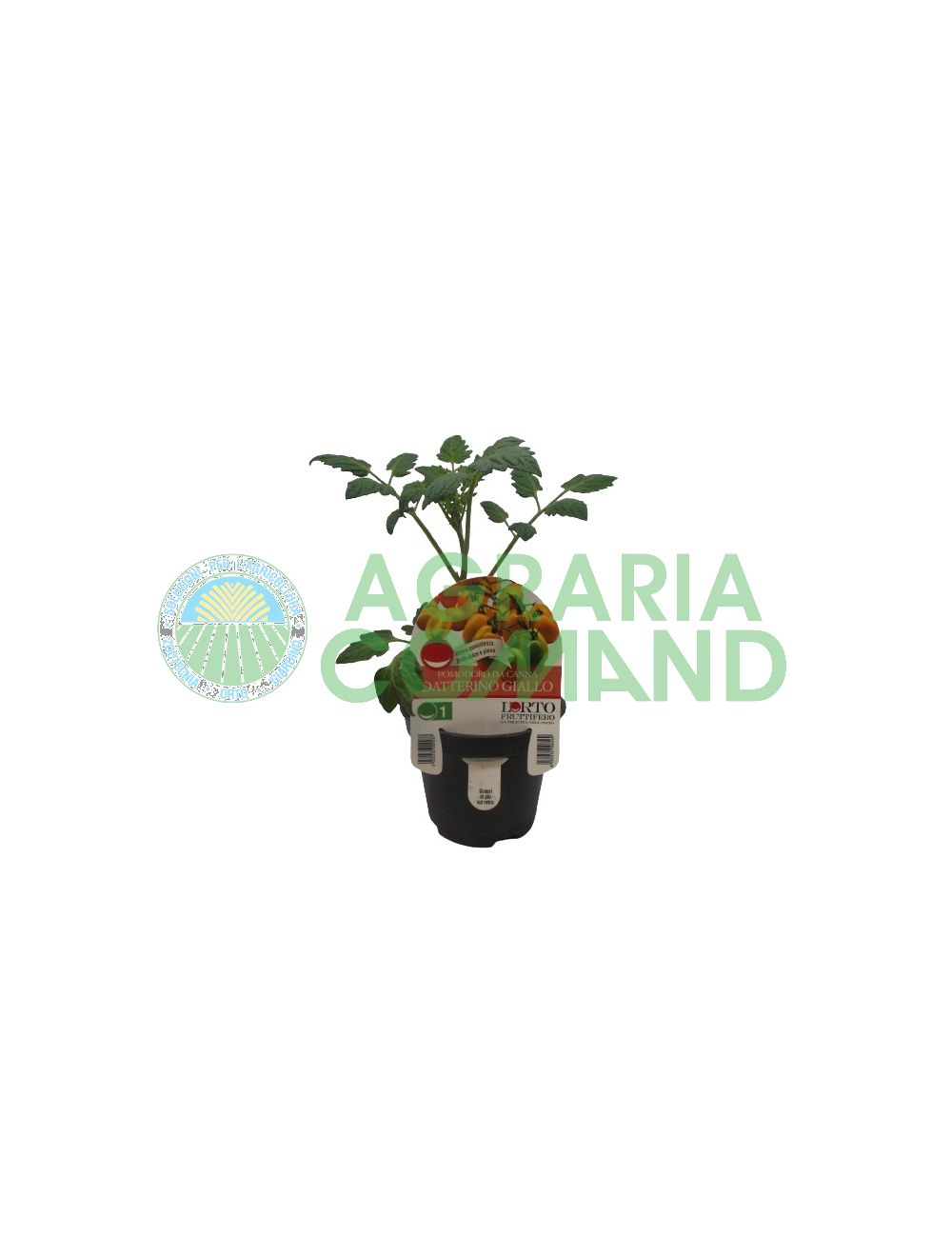 Pomodoro Datterino giallo Pomodoro Datterino giallo