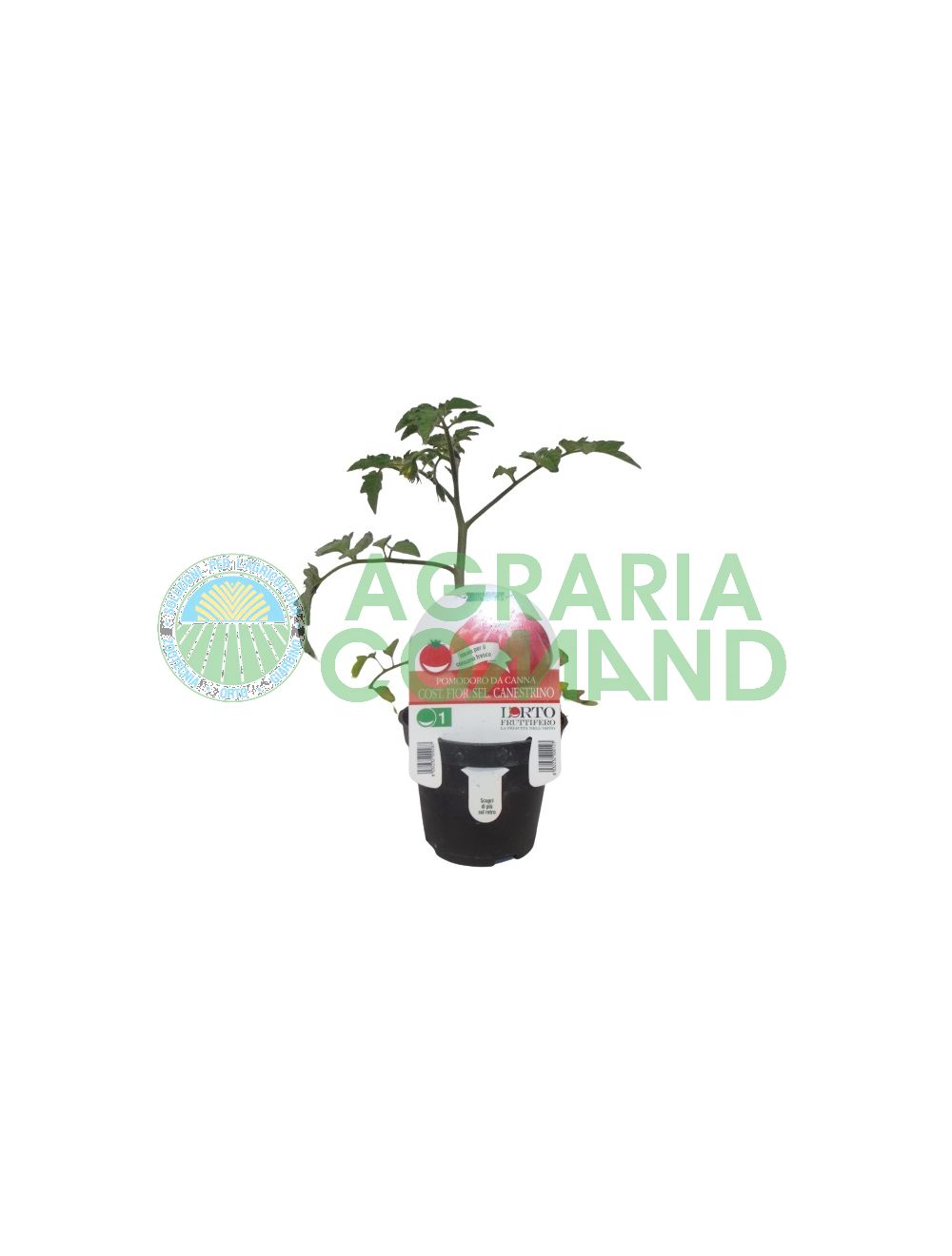 Pianta Pomodoro Fiorentino sel. Canestrino Pianta Pomodoro Fiorentino sel. Canestrino