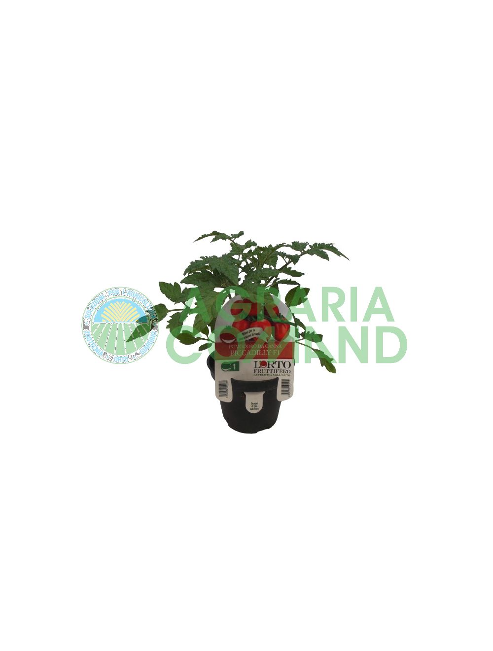 Pianta pomodoro Piccadilly