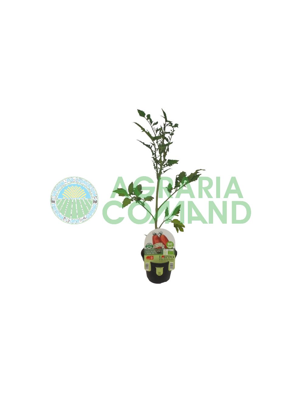 Pianta Pomodoro San Marzano Uriburi