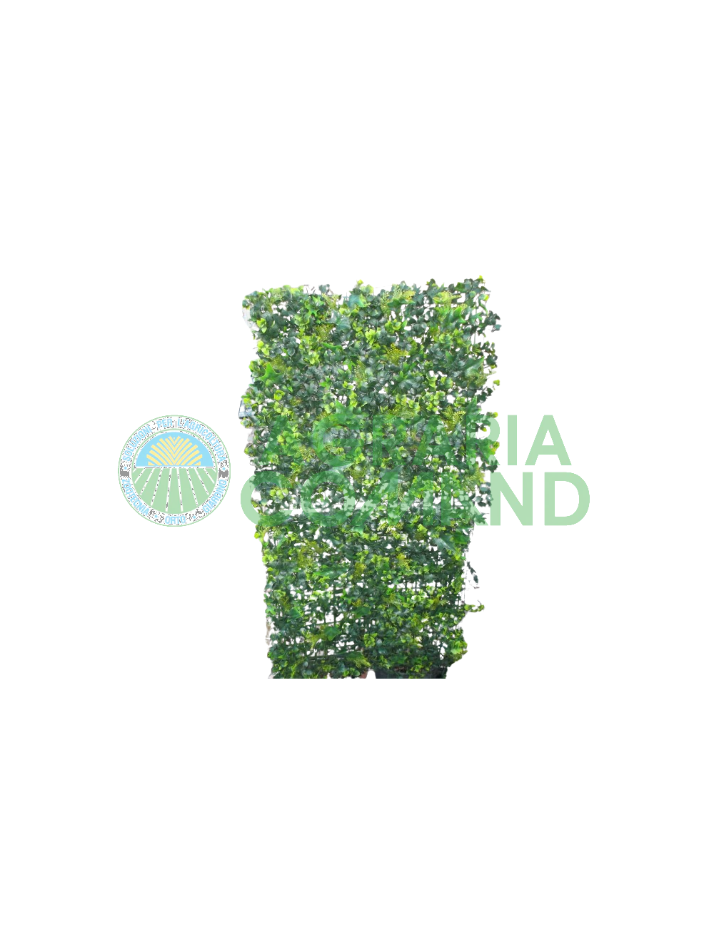 Siepe Borneo Siepe Borneo