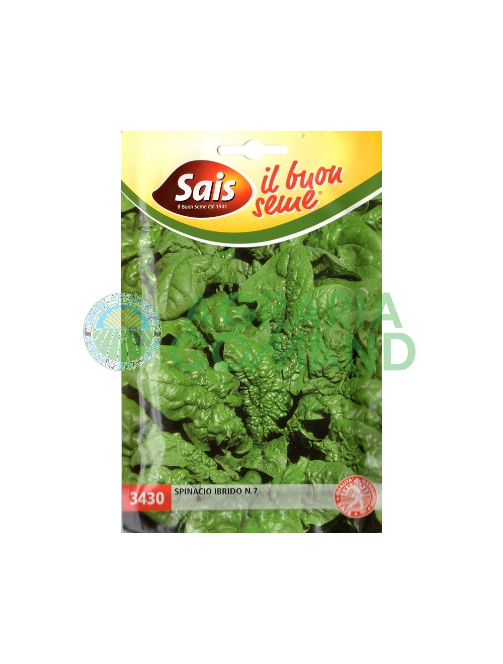 Spinacio ibrido n.7