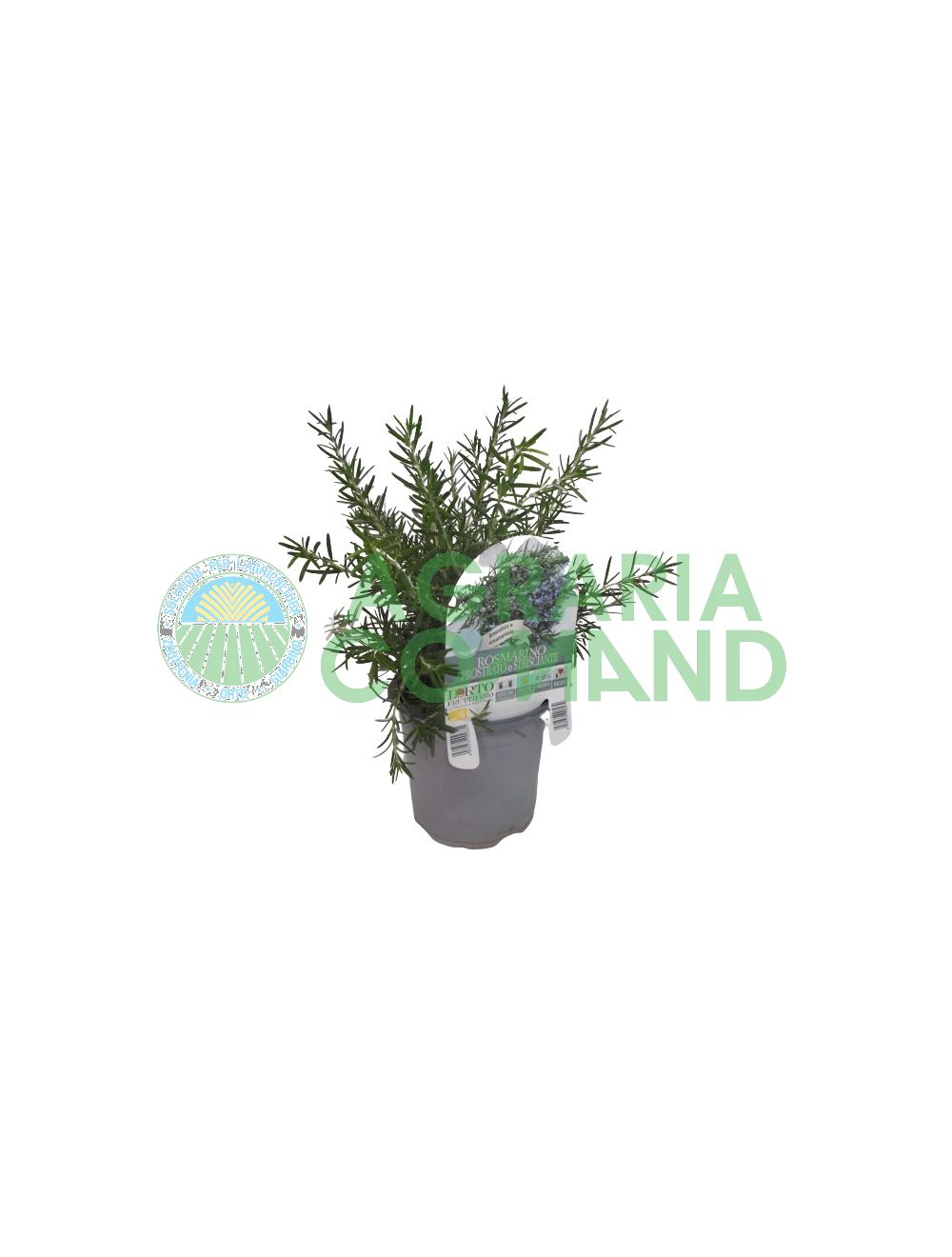 Rosmarino Rosmarino