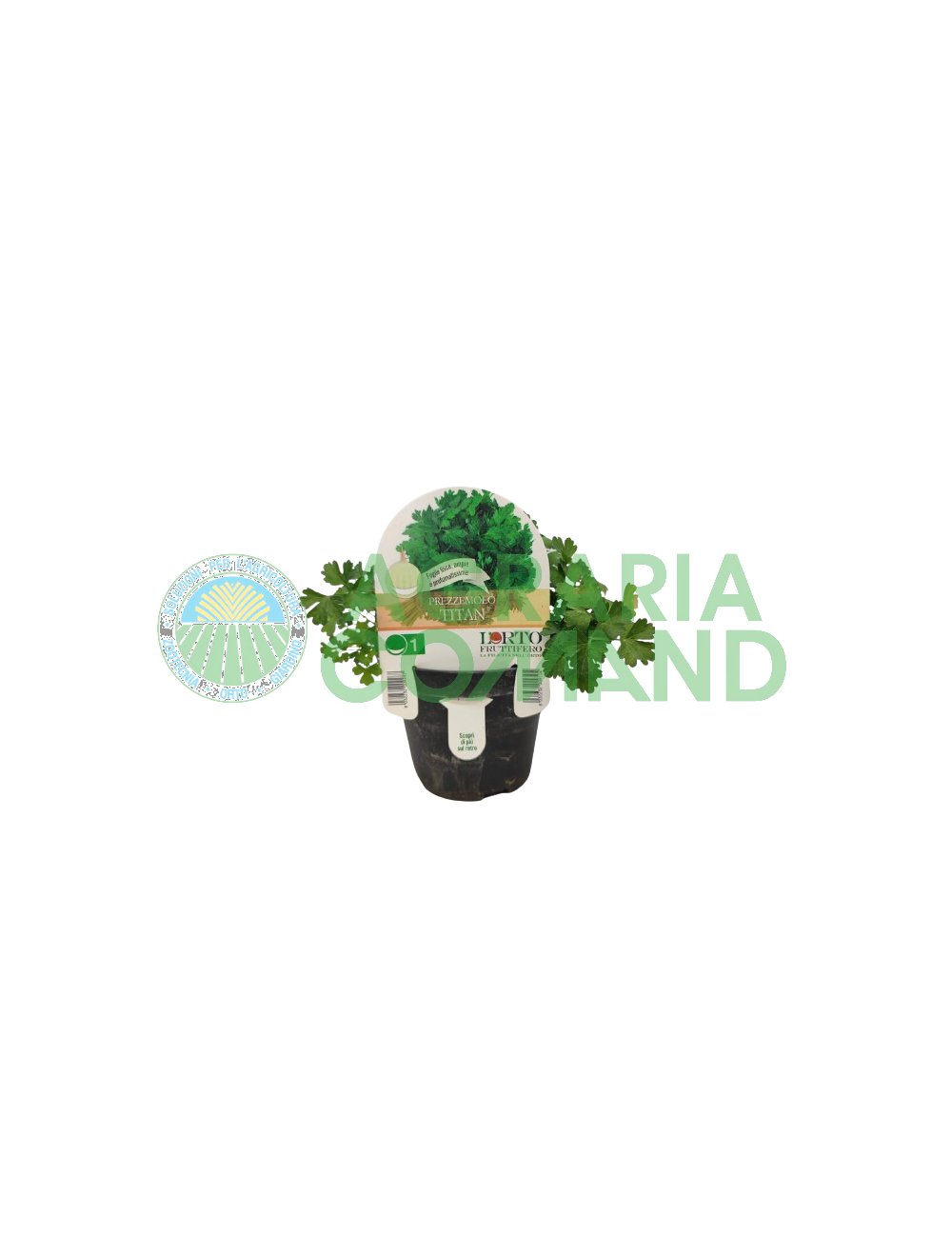 Prezzemolo Titan in vaso Prezzemolo Titan in vaso
