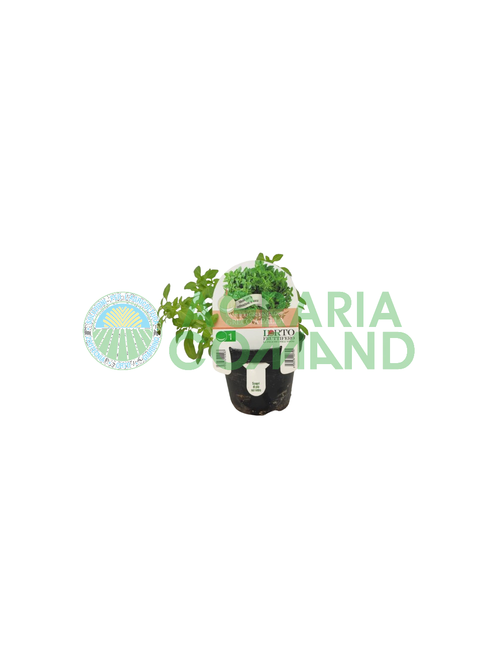 Piantina Basilico greco a palla Piantina Basilico greco a palla