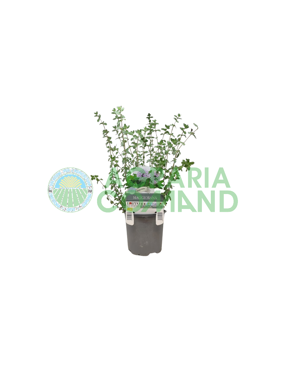 Mggiorana in vaso diametro 14 cm Mggiorana in vaso diametro 14 cm