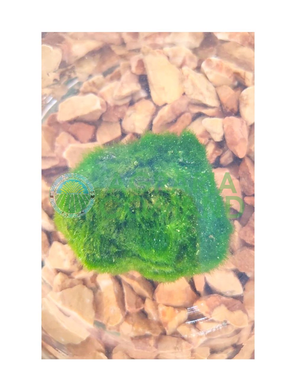 Cladophora o Aegagropila linnaei o MArimo alga Cladophora o Aegagropila linnaei o MArimo alga