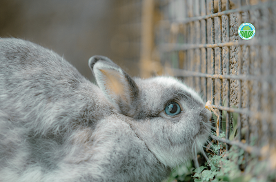 Coniglio da ingrasso nella conigliera
