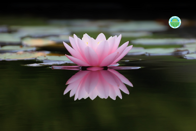 Nymphaea rosa nell'acqua