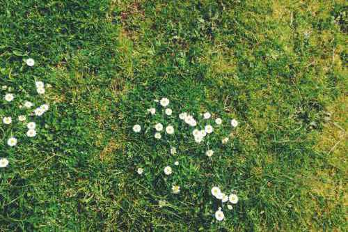 Le principali fitopatie dei tappeti erbosi