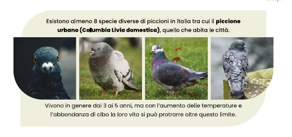 piccioni