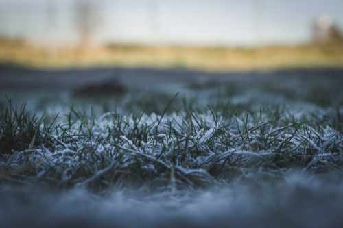 Semis et entretien du gazon en automne/hiver : est-ce possible ?