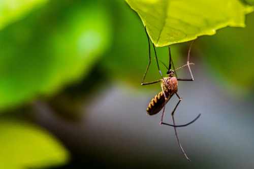 Come e perchè le zanzare pungono